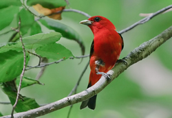 For the birds: one-click data-intensive science