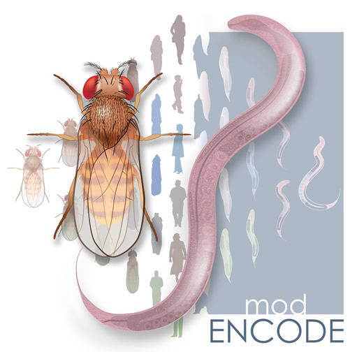 How is a human like a roundworm, or fruit fly? 